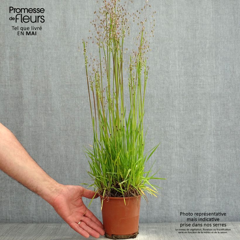 Briza media Limouzi - Sonaglini comuni Vaso da 1L/1,5L esemplare consegnato in primavera