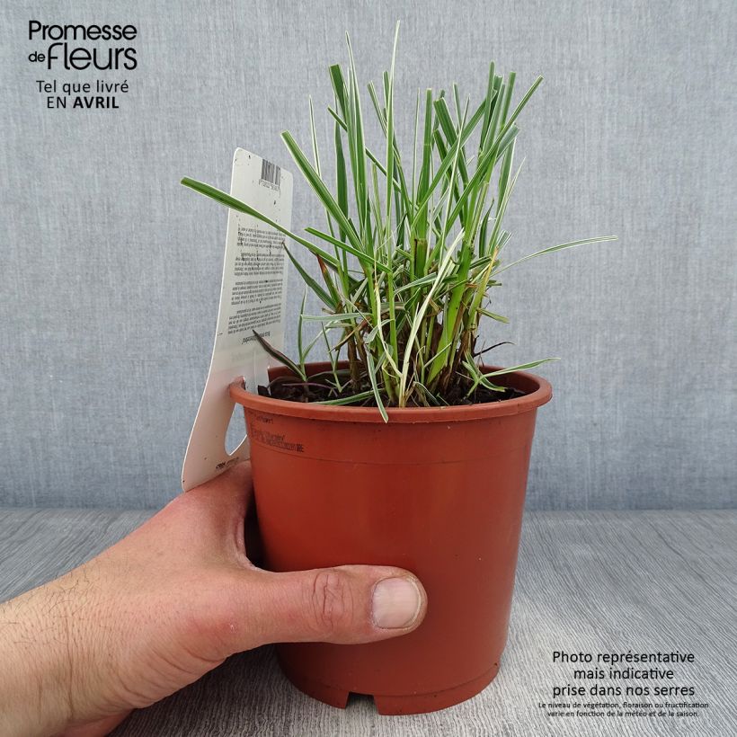 Briza media Zitterzebra - Sonaglini comuni Vaso da 1L/1,5L esemplare consegnato in primavera
