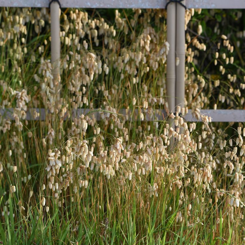 Briza maxima - Sonaglini maggiori (Porto)