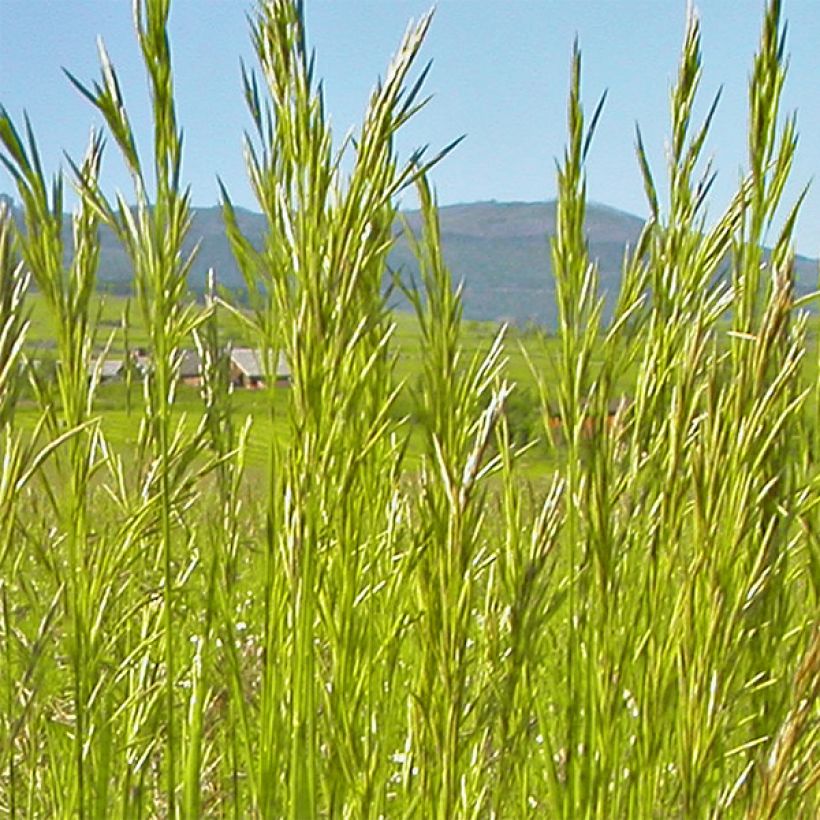Bromus inermis Skinner's Gold - Forasacco spuntato (Fioritura)
