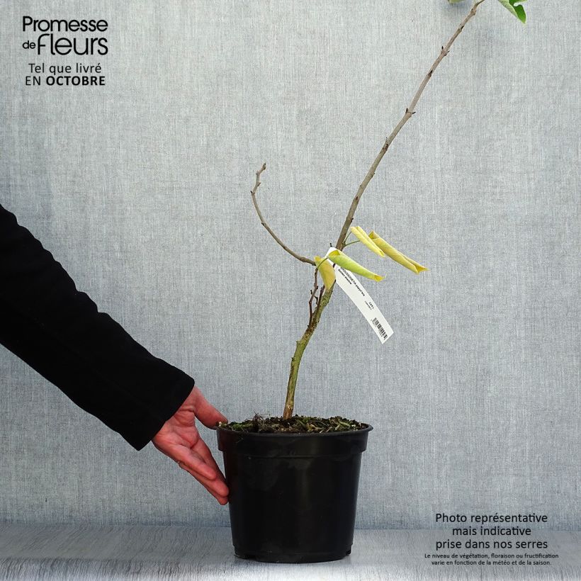 Esemplare di Broussonetia papyrifera Golden Shadow - Gelso da carta Vaso da 4L/5L come consegnato in autunno