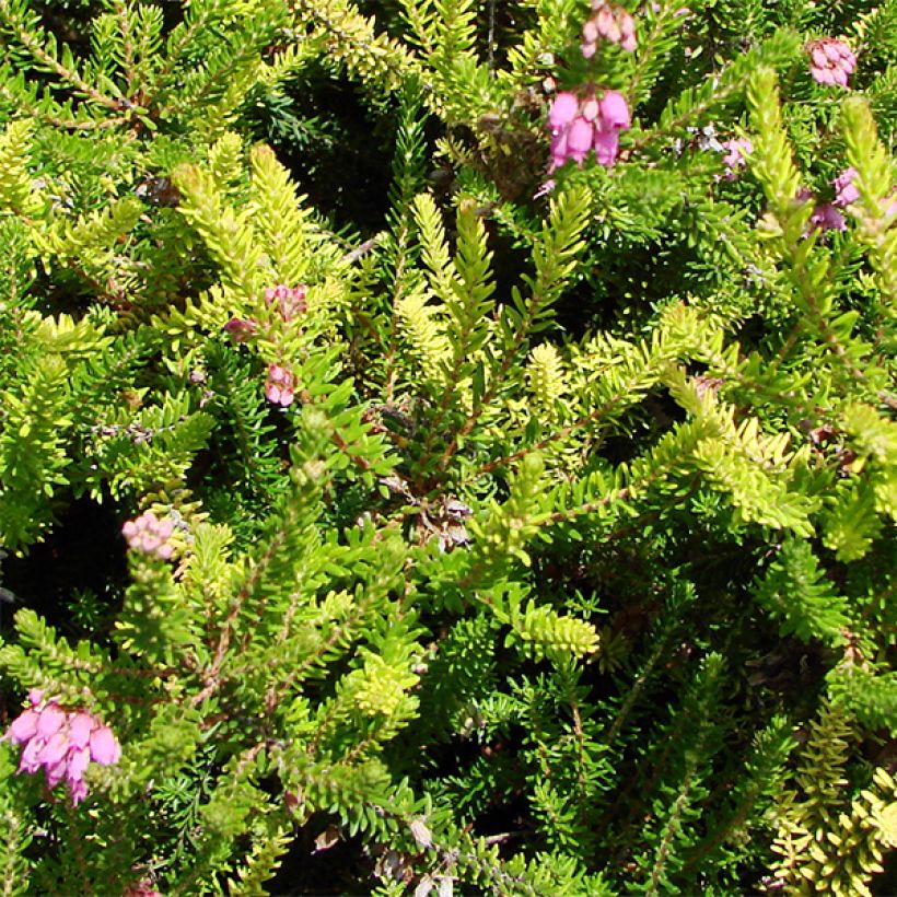 Bruckenthalia spiculifolia (Fogliame)