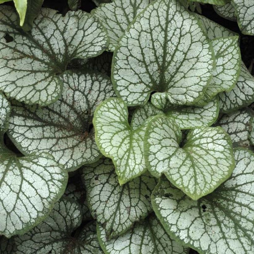 Brunnera macrophylla Jack Frost (Fogliame)