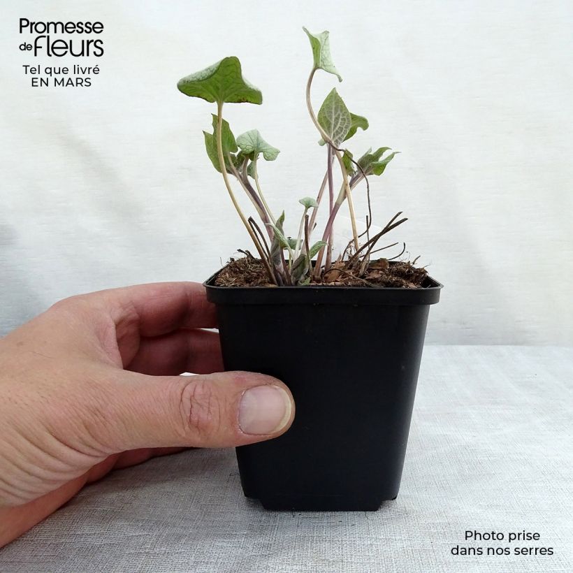 Brunnera macrophylla Alexander's Great Vasetto da 8/9 cm esemplare consegnato in primavera