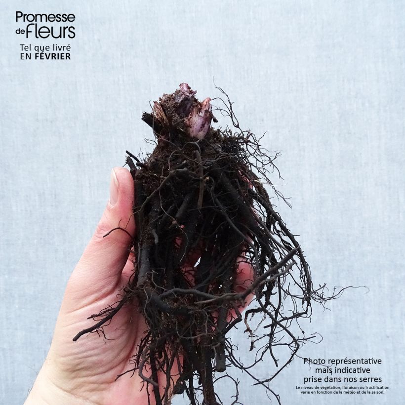 Brunnera macrophylla Alexander's Great Piante piccole a radice nuda esemplare consegnato in inverno