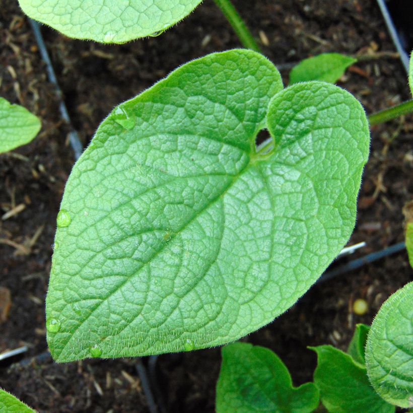Brunnera macrophylla Betty Bowring (Foliage)