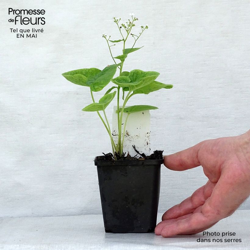 Example of Brunnera macrophylla Betty Bowring Vasetto da 8/9 cm as you get in printemps