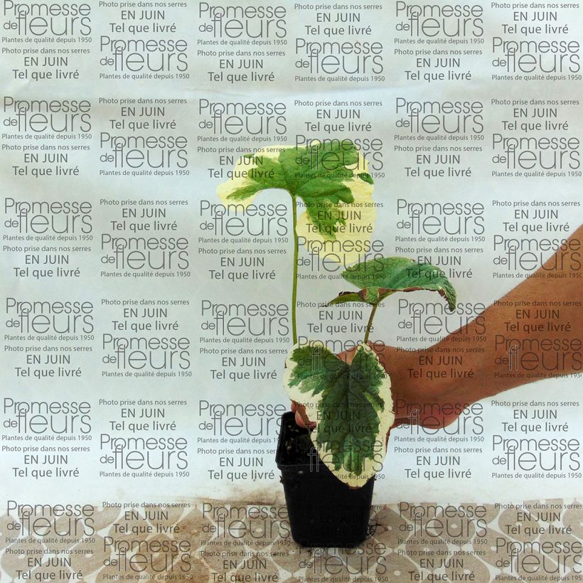 Esempio di esemplare Brunnera macrophylla Dawson's White Vasetto da 8/9 cm come consegnato