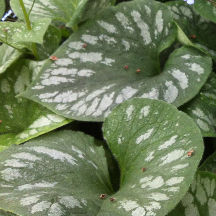 Brunnera macrophylla Emerald Mist (Foliage)