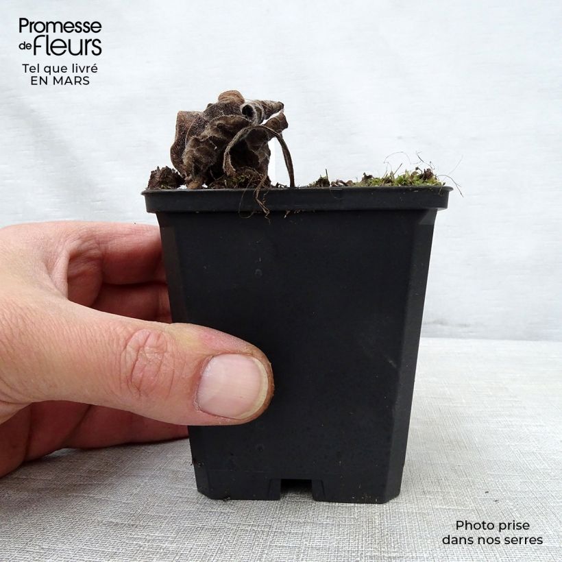 Example of Brunnera macrophylla Emerald Mist Vasetto da 8/9 cm as you get in printemps