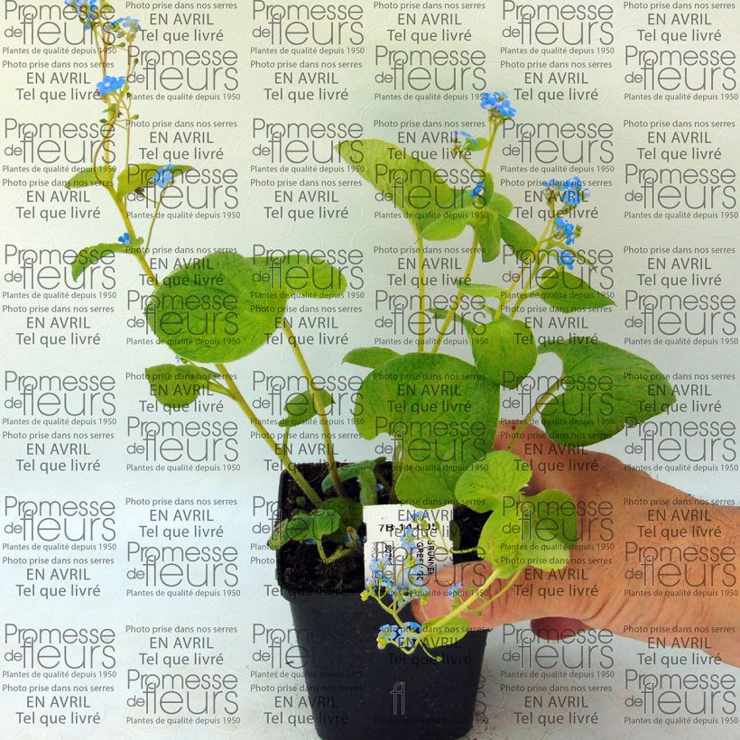 Esempio di esemplare Brunnera macrophylla Green Gold Vasetto da 8/9 cm come consegnato