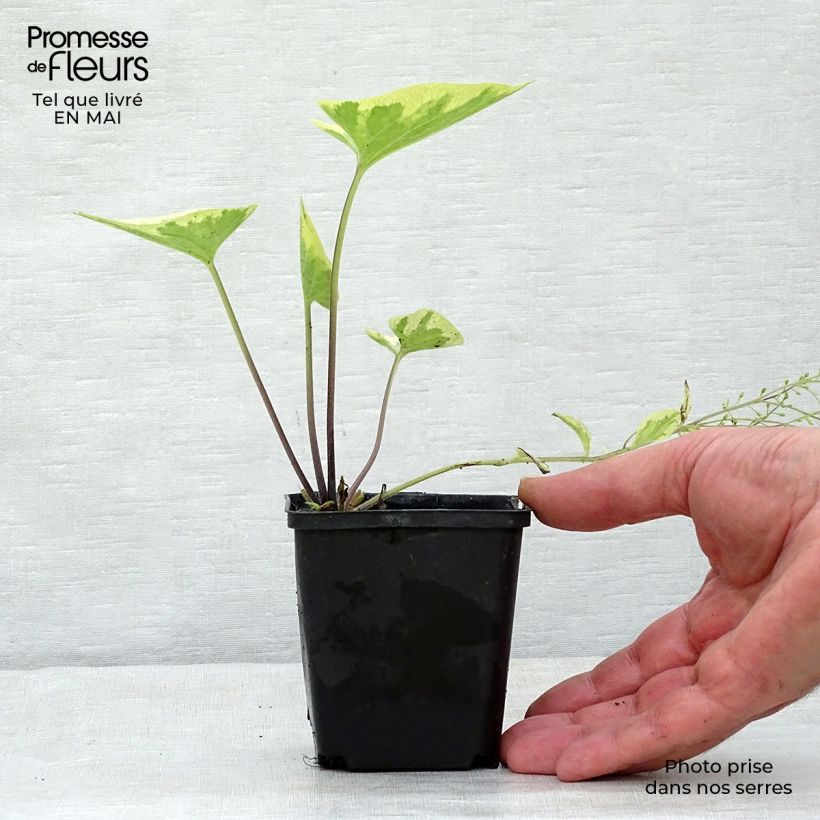 Brunnera macrophylla Hadspen Cream Vasetto da 8/9 cm esemplare consegnato in primavera