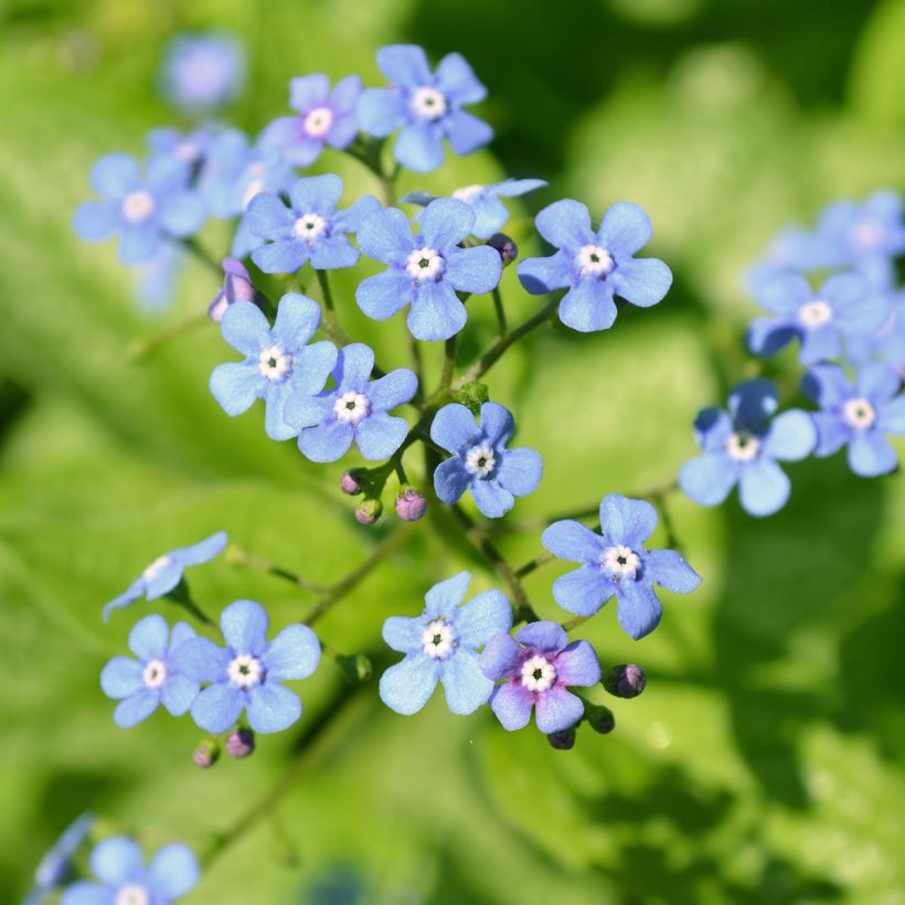 Brunnera macrophylla Jack Frost (Fioritura)
