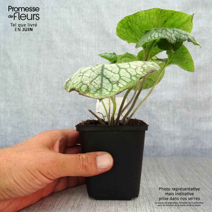 Esemplare di Brunnera macrophylla Jack Frost Vasetto da 7/8 cm consegnato in estate
