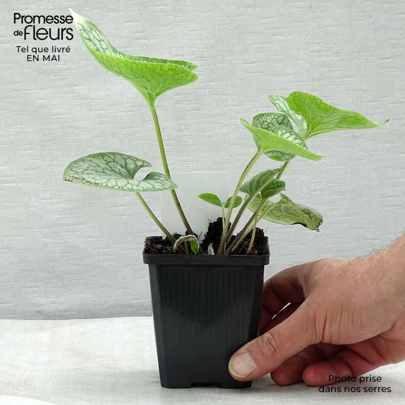 Brunnera macrophylla Jack Frost Vasetto da 7/8 cm esemplare consegnato in primavera