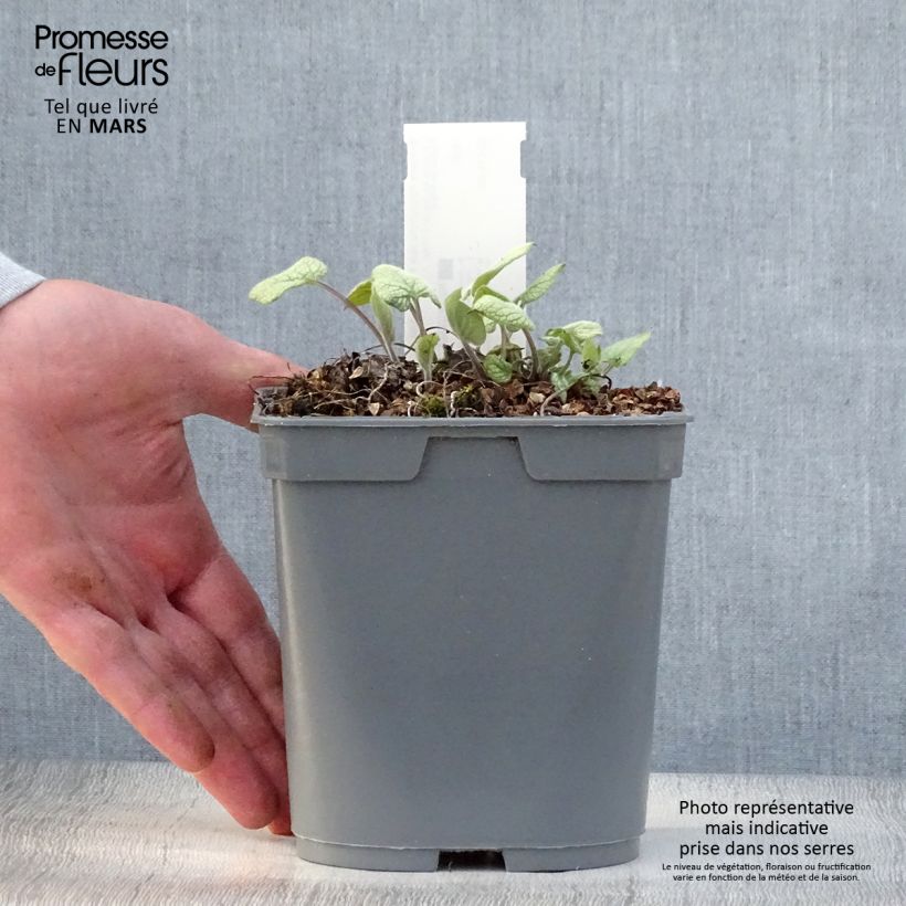 Brunnera macrophylla Jack Frost Vaso da 2L/3L esemplare consegnato in primavera