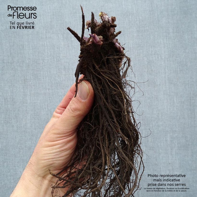 Brunnera macrophylla Jack Frost Piante piccole a radice nuda esemplare consegnato in inverno