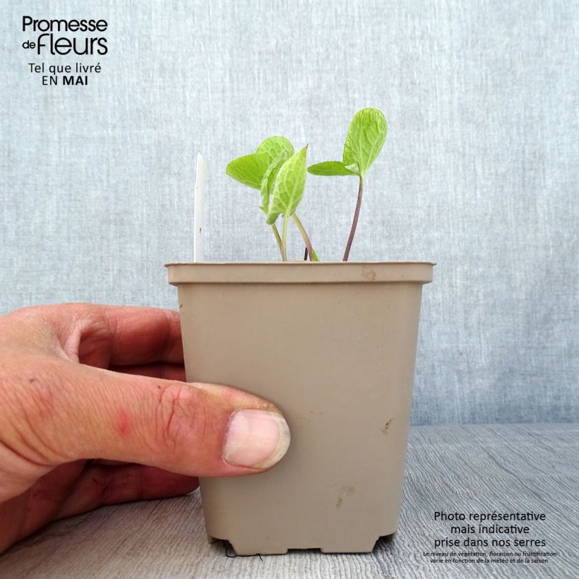 Brunnera macrophylla Jack of Diamonds Vasetto da 8/9 cm esemplare consegnato in primavera