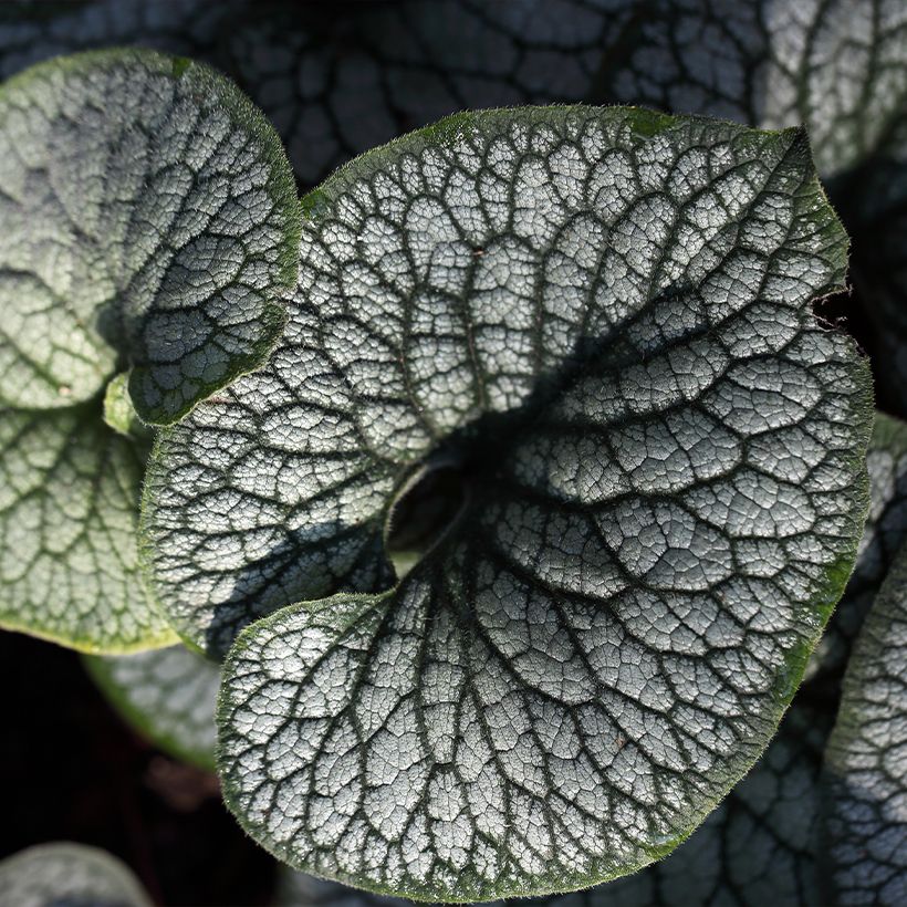 Brunnera macrophylla Jack of Diamonds (Fogliame)