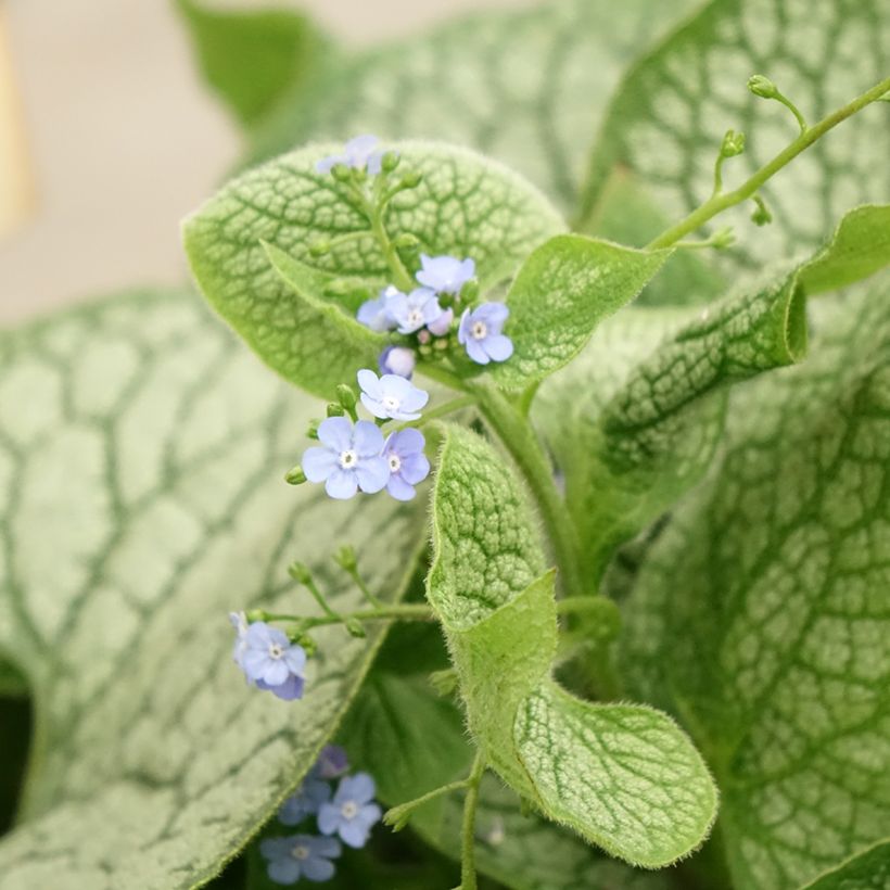 Brunnera macrophylla Jack of Diamonds (Fioritura)