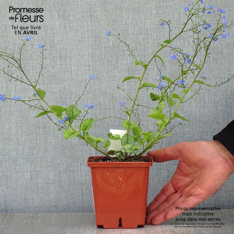 Brunnera macrophylla Jack of Diamonds Vaso da 1L/1,5L esemplare consegnato in primavera