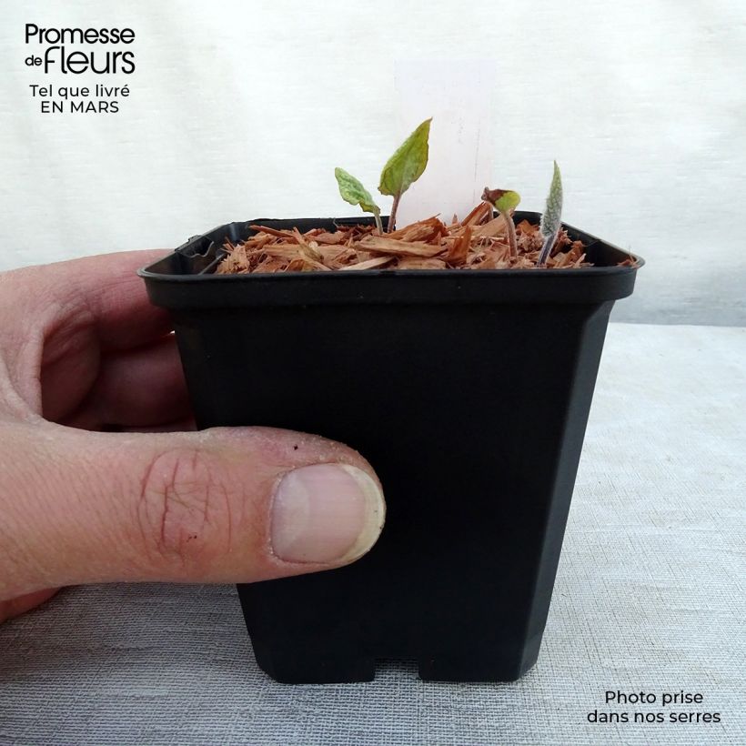 Brunnera macrophylla Jack's Gold Vasetto da 8/9 cm esemplare consegnato in primavera