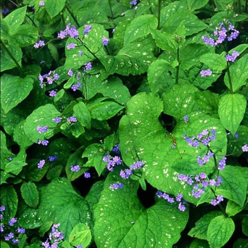 Brunnera macrophylla Langtrees (Fioritura)