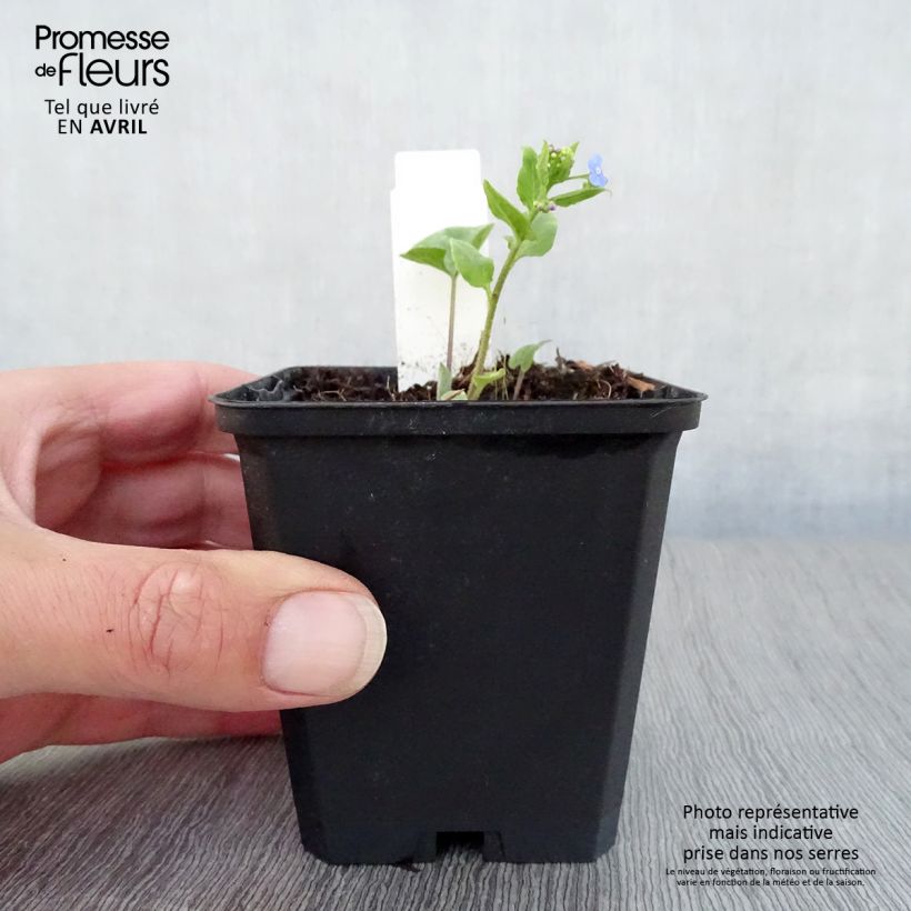 Brunnera macrophylla Langtrees Vasetto da 8/9 cm esemplare consegnato in primavera