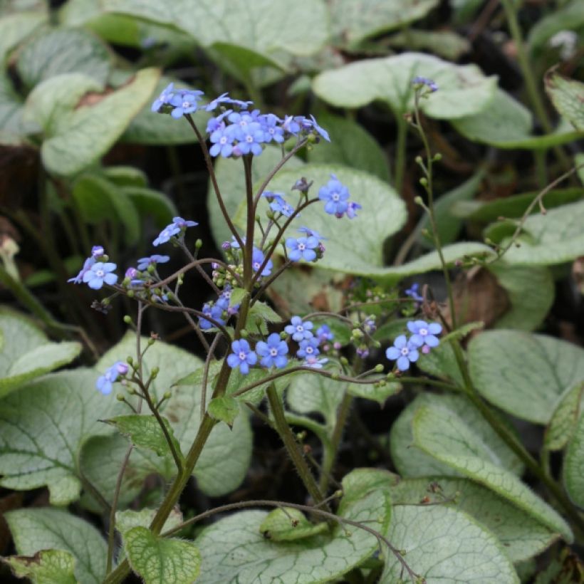 Brunnera macrophylla Looking Glass (Plant habit)
