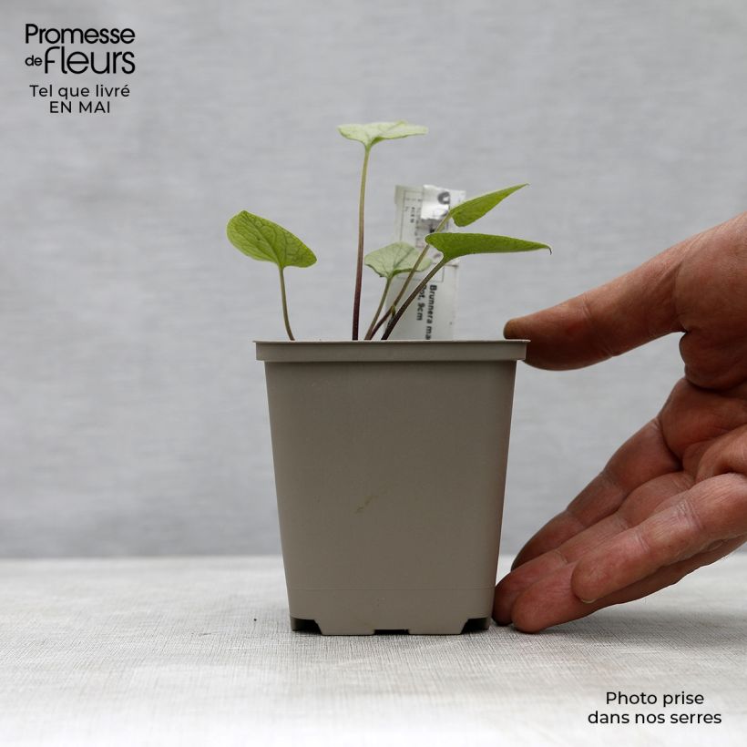 Example of Brunnera macrophylla Looking Glass Vasetto da 8/9 cm as you get in printemps