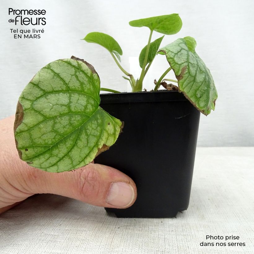 Brunnera macrophylla Mr Morse Vasetto da 8/9 cm esemplare consegnato in primavera