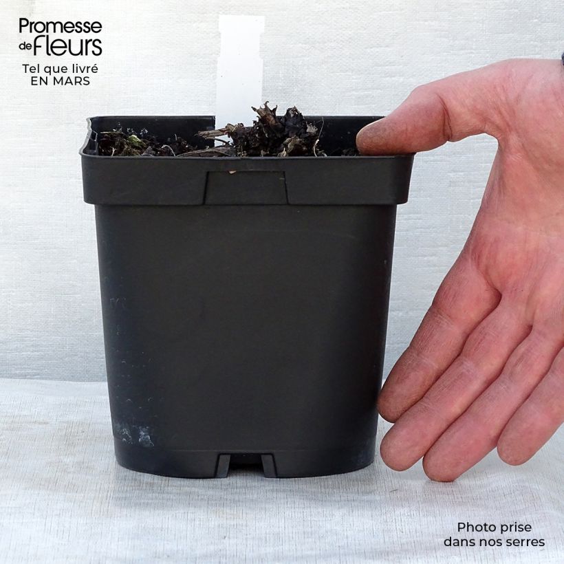 Brunnera macrophylla Vaso da 2L/3L esemplare consegnato in primavera