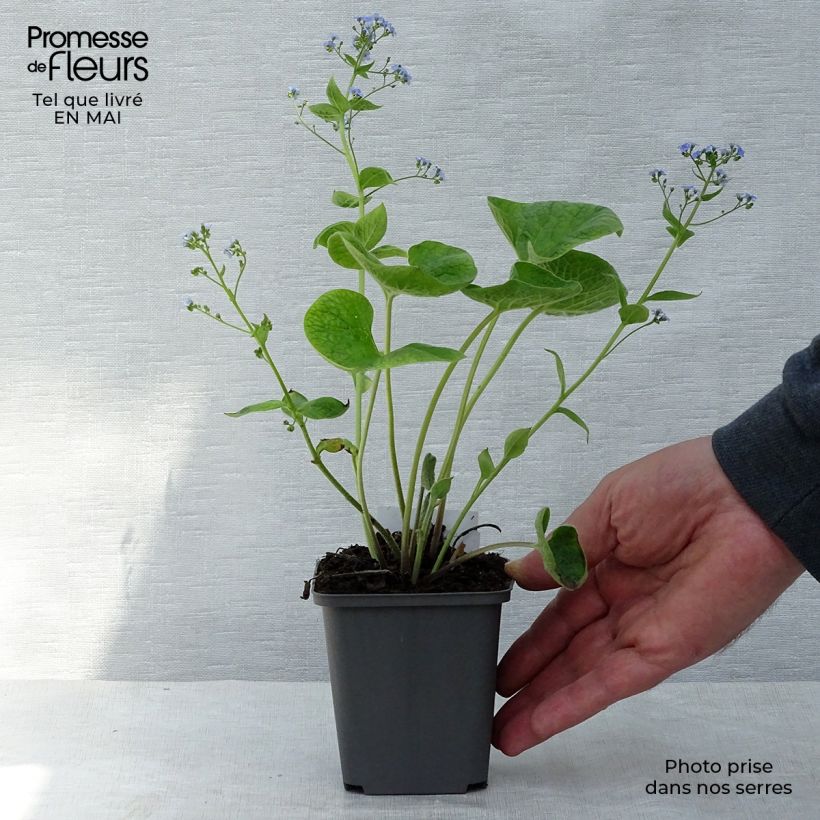 Brunnera macrophylla Vasetto da 8/9 cm esemplare consegnato in primavera