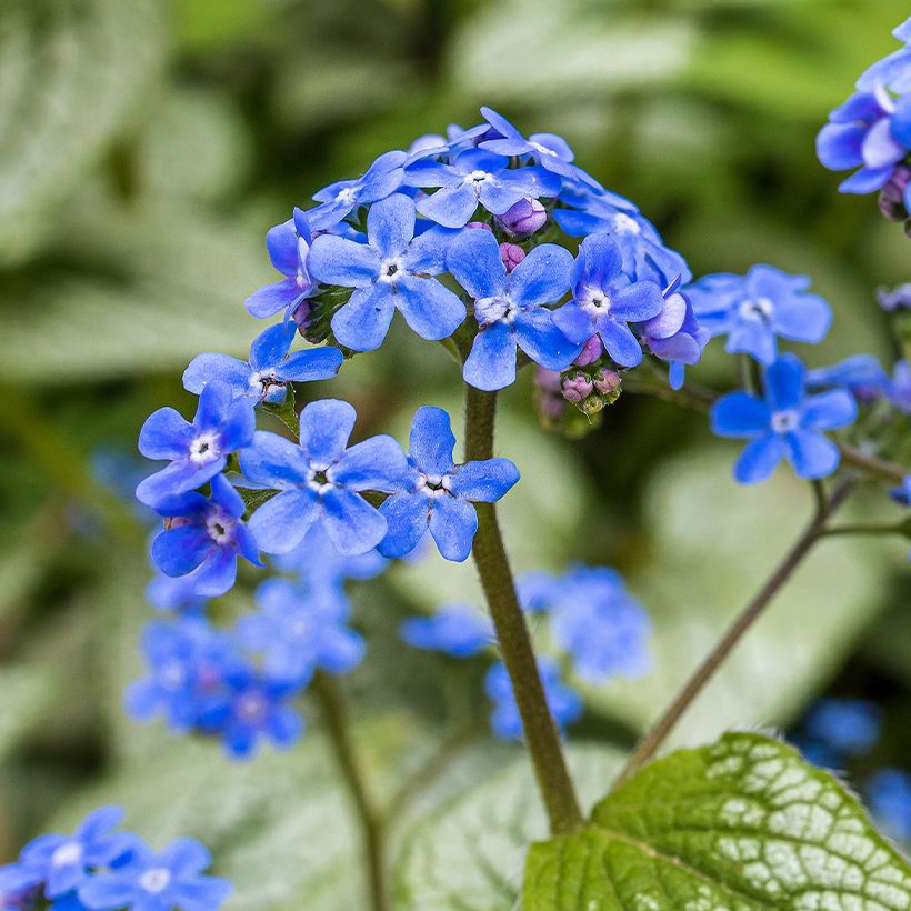 Brunnera macrophylla Queen of Hearts (Fioritura)