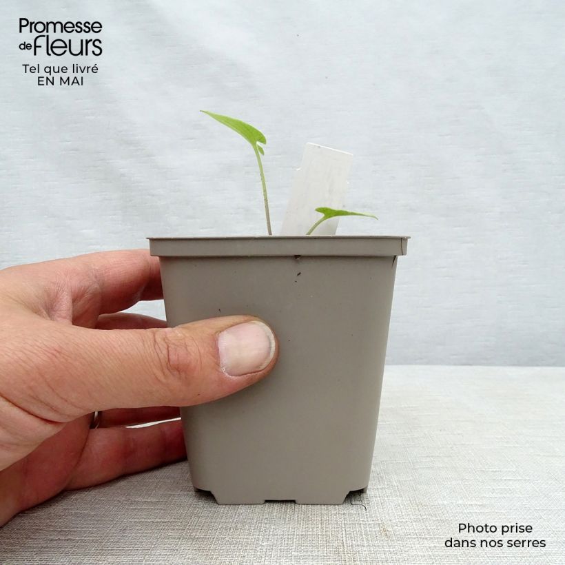 Brunnera macrophylla Silver Heart Vasetto da 8/9 cm esemplare consegnato in primavera