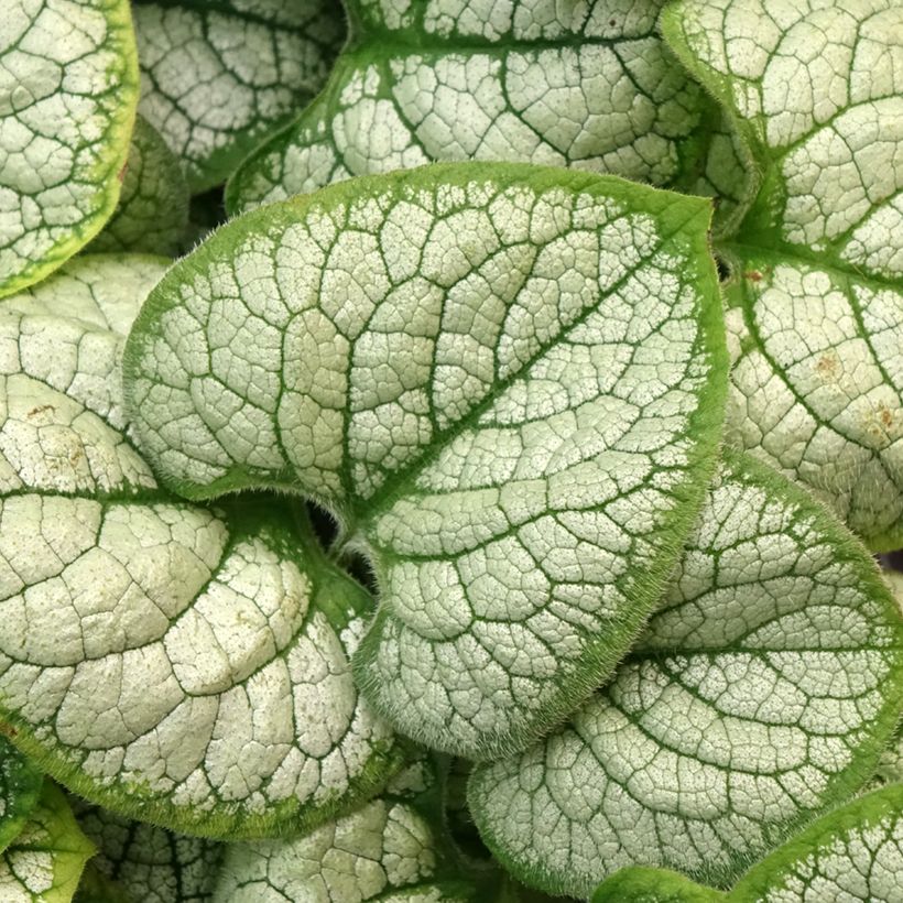 Brunnera macrophylla Silver Heart (Fogliame)