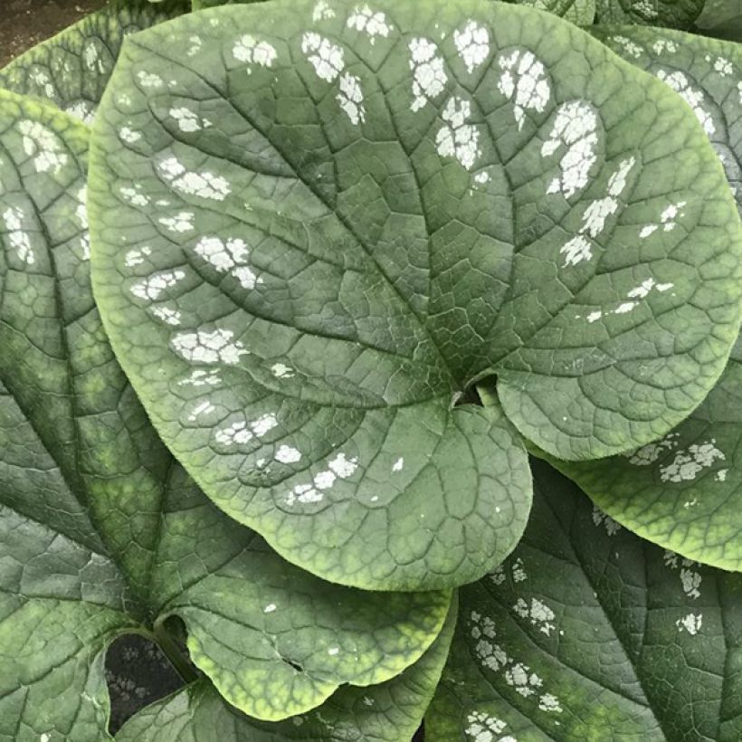Brunnera macrophylla White Zebra (Fogliame)