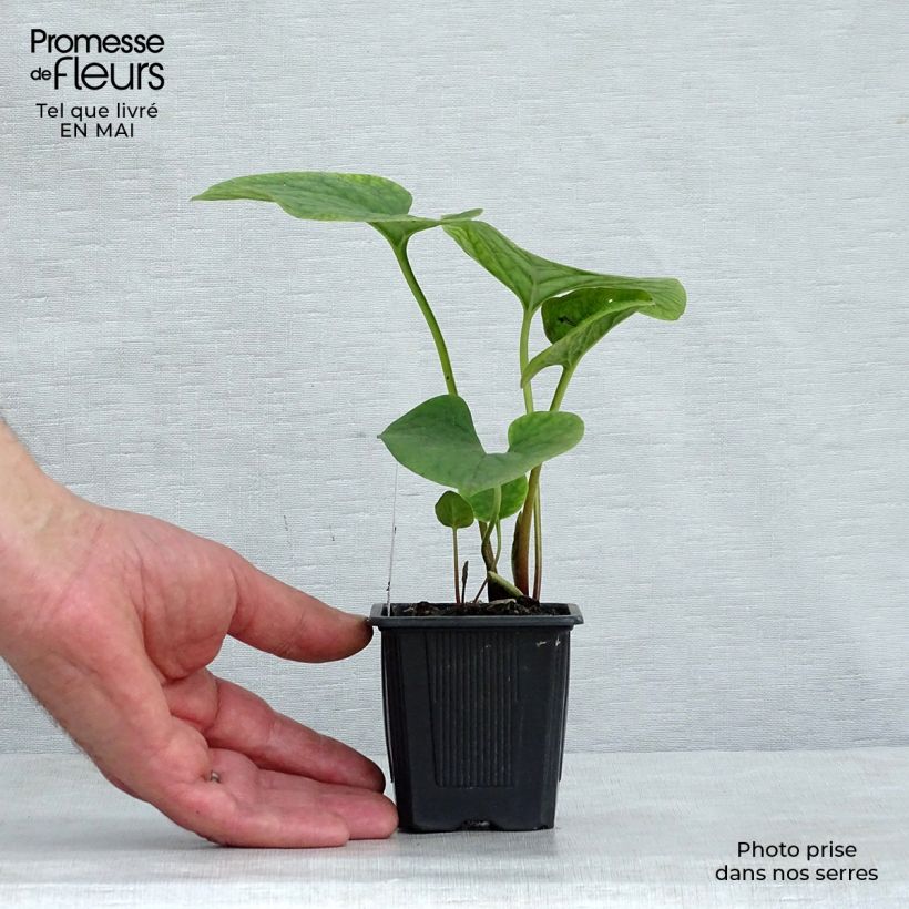 Brunnera sibirica Vasetto da 8/9 cm esemplare consegnato in primavera