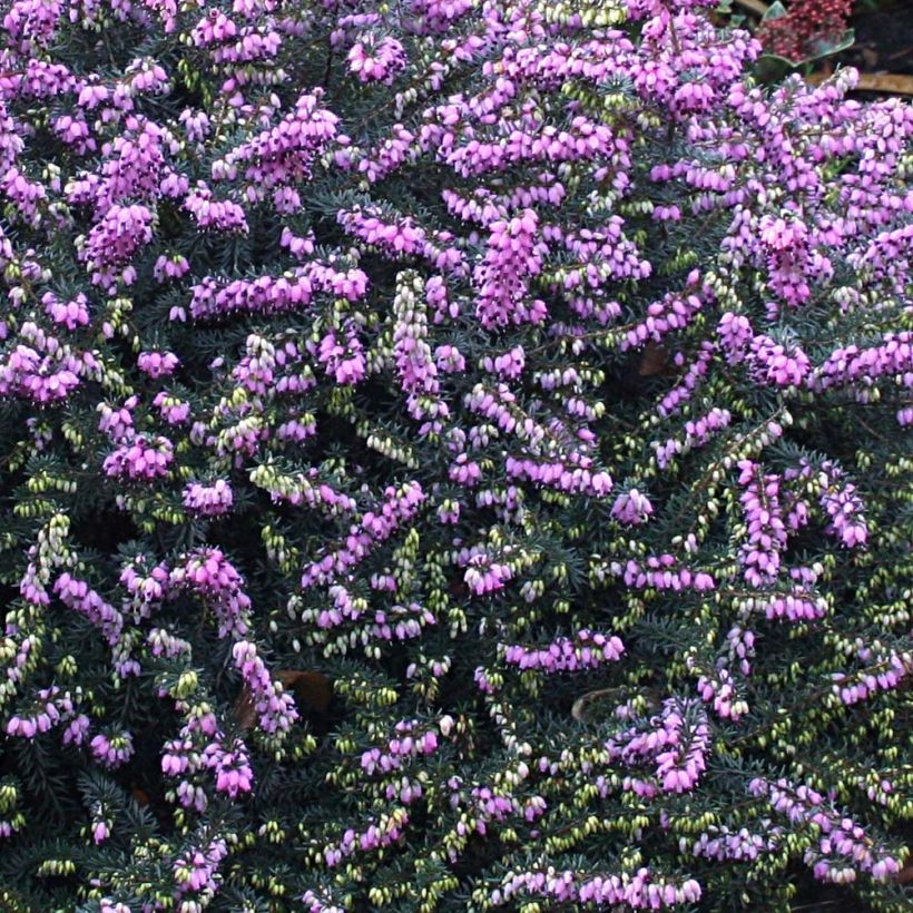 Erica darleyensis Winter Belles Lucie (Flowering)