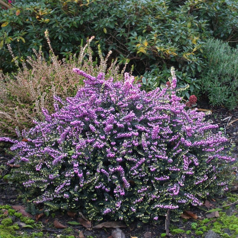 Erica darleyensis Winter Belles Lucie (Plant habit)