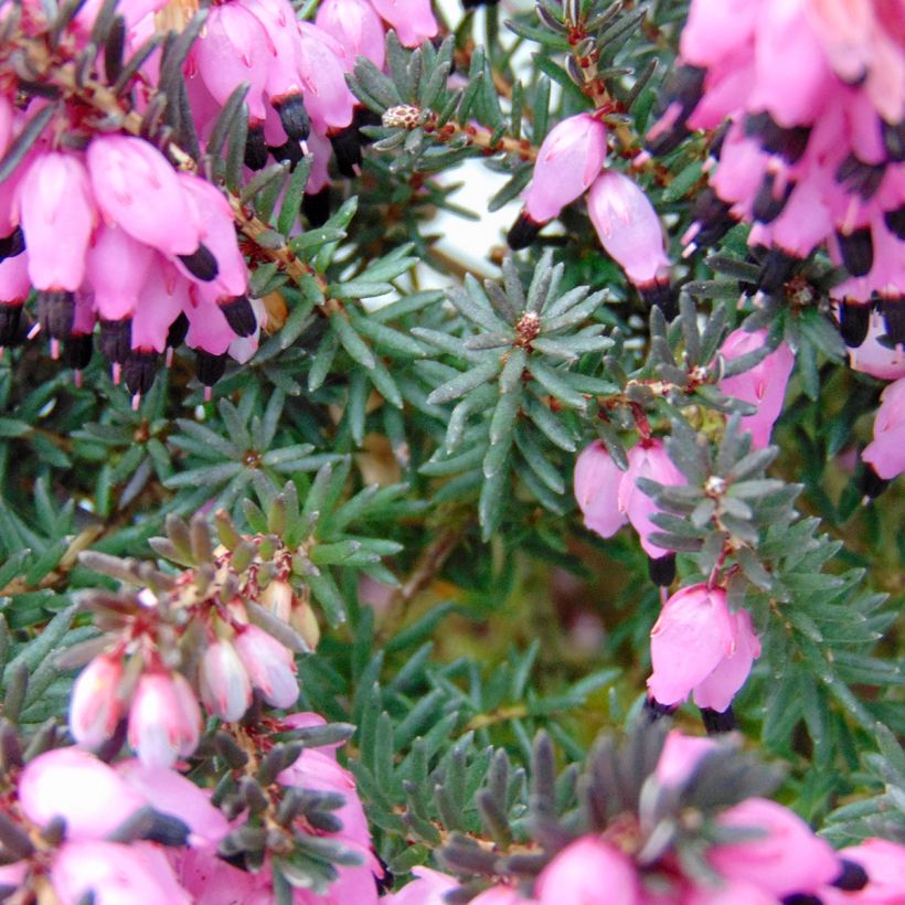 Erica darleyensis Winter Belles Lucie (Foliage)