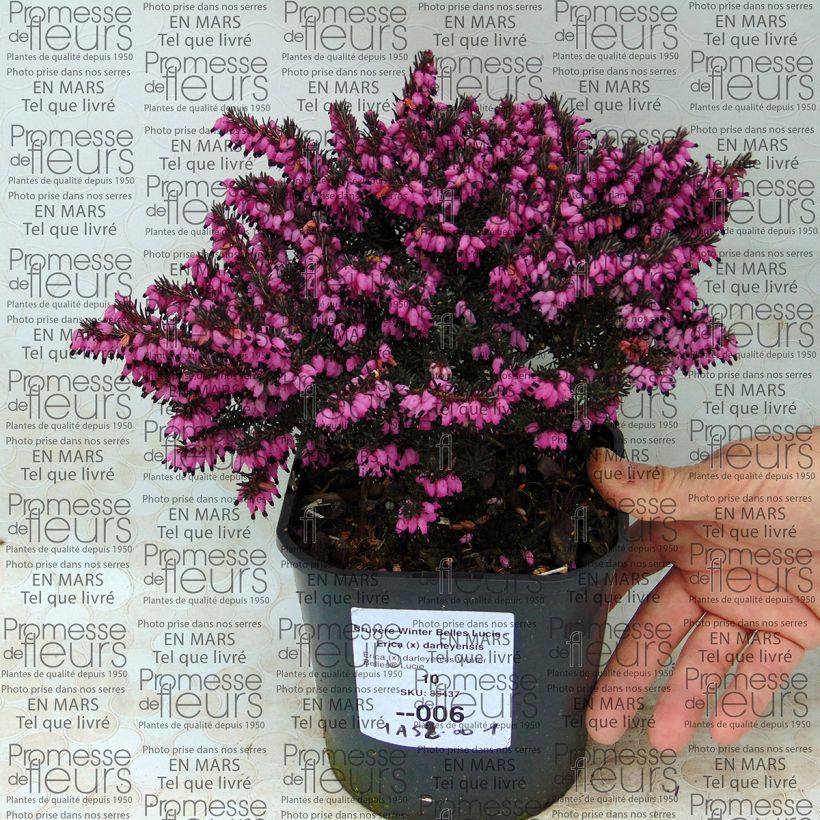 Example of Erica darleyensis Winter Belles Lucie Vaso da 2L/3L as you get