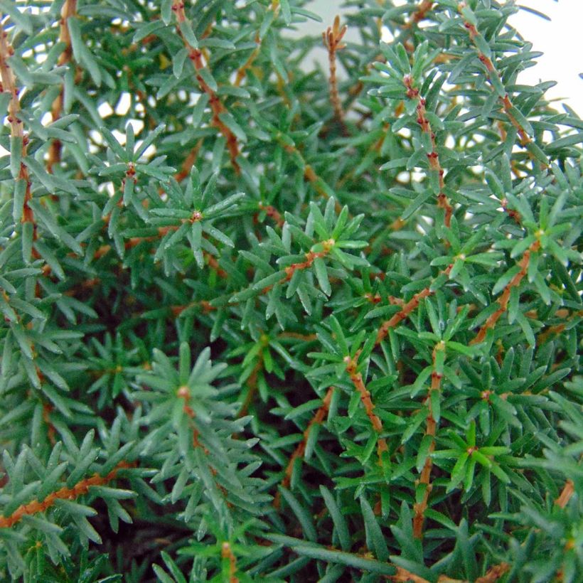 Erica darleyensis Kramer's Rote (Foliage)