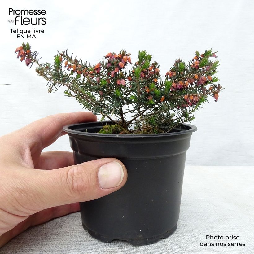 Example of Erica darleyensis Kramer's Rote Vasetto da 8/9 cm as you get in printemps
