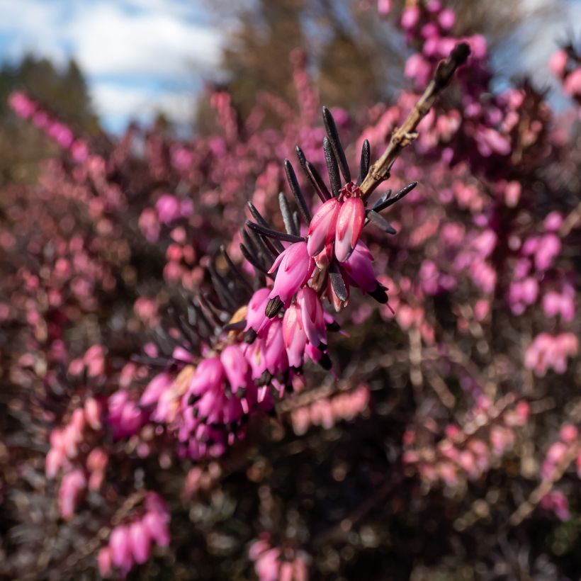 Erica darleyensis Kramer's Rote (Flowering)
