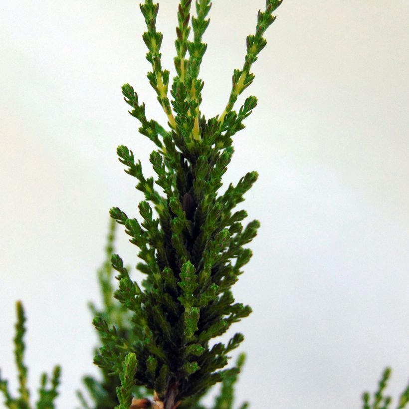 Calluna vulgaris Allegro - Brugo (Fogliame)
