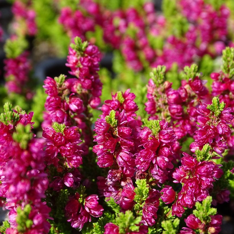 Calluna vulgaris Dark Beauty - Brugo (Fioritura)