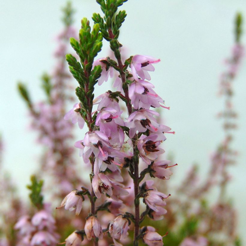 Calluna vulgaris Spring Torch - Brugo (Flowering)