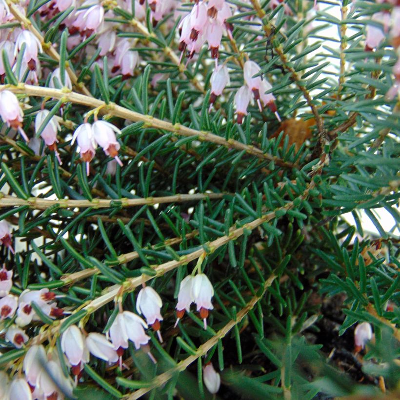 Erica darleyensis Ghost Hills (Foliage)