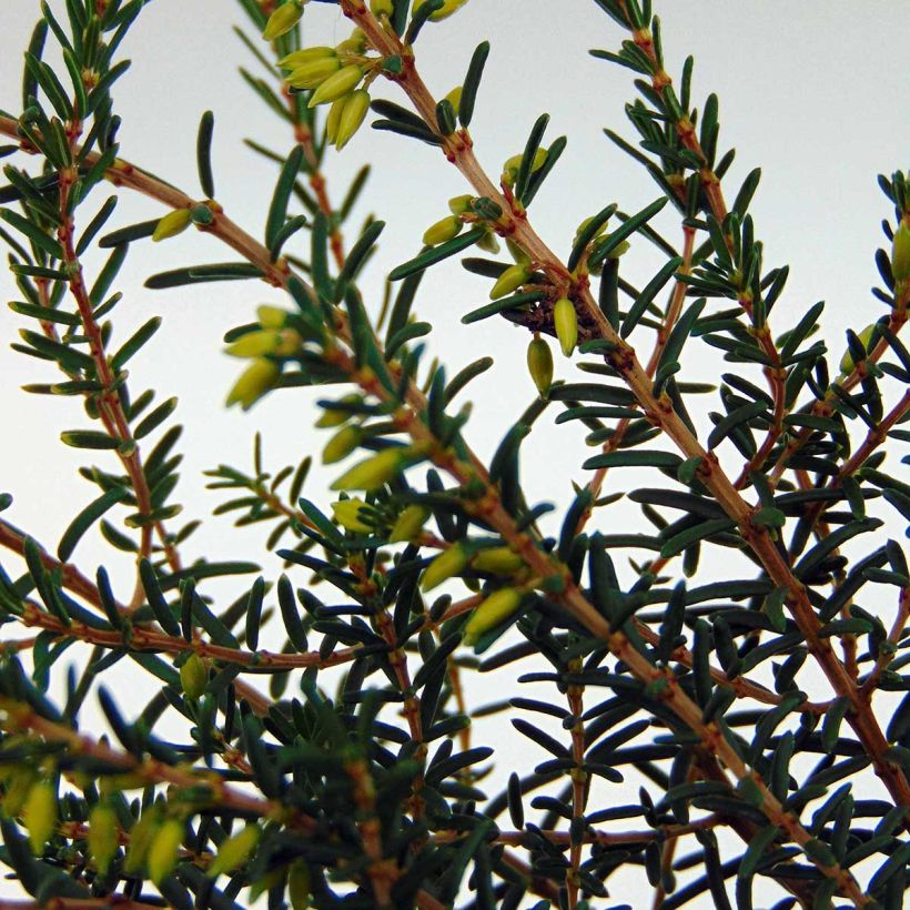 Erica darleyensis Silberschmelze (Foliage)